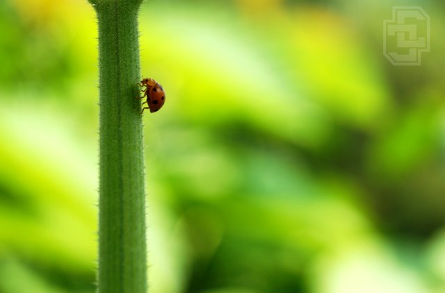 Ladybug on Plant.jpg