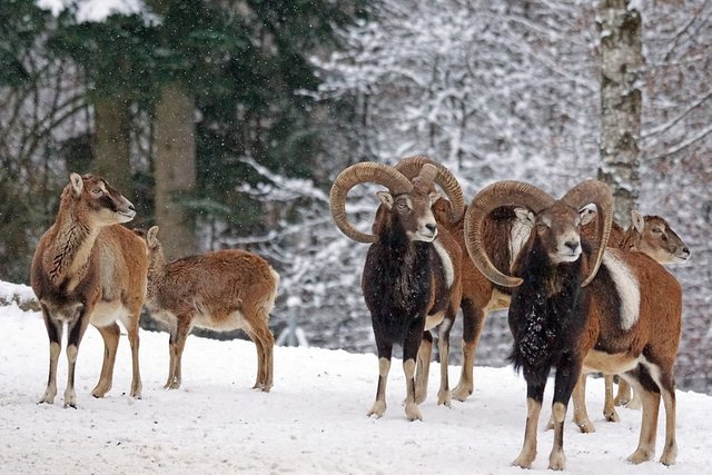 mouflon-1975809_960_720.jpg