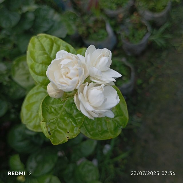 1000025949.jpg