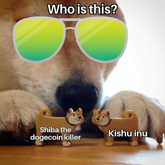 shiba .jpg