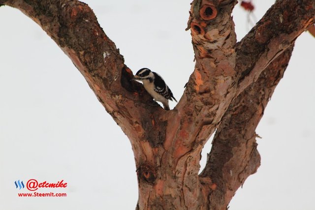 Downy Woodpecker PFW0026.JPG