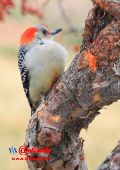 Red-Bellied Woodpecker PFW49.jpg