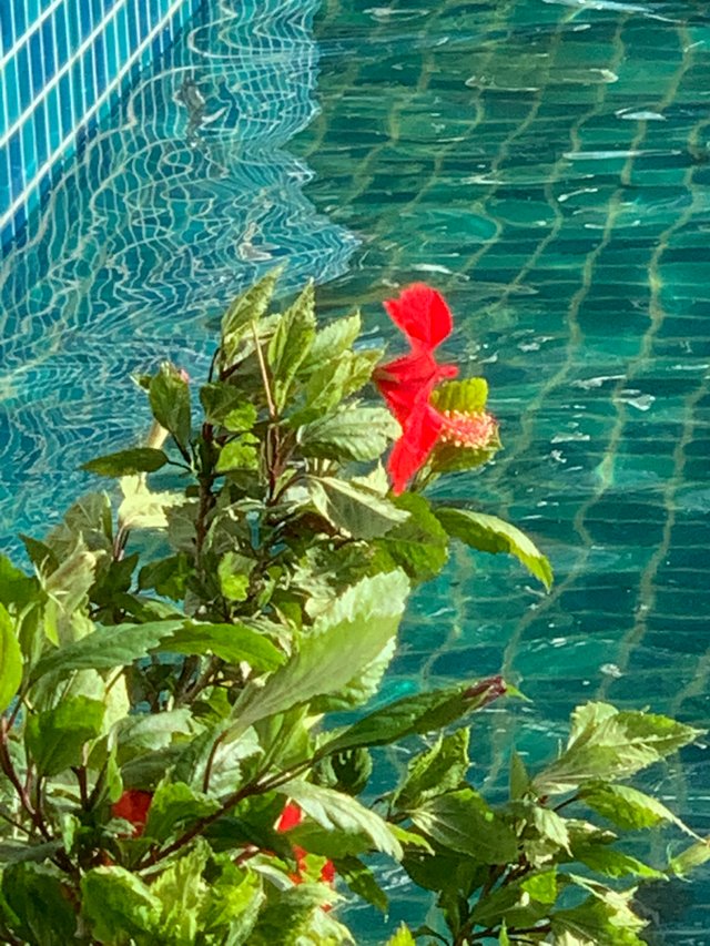flower122.jpg