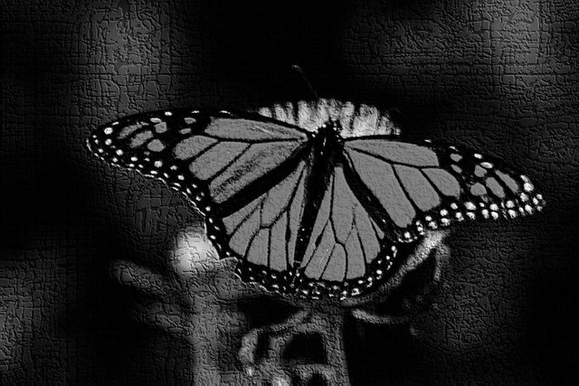 mariposa monarca.jpg