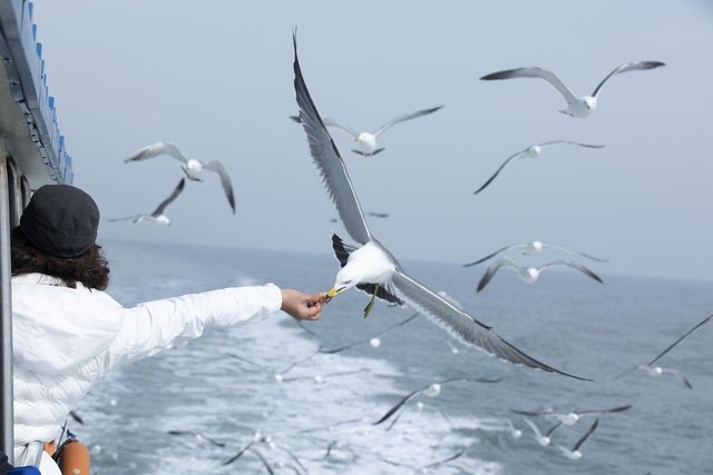 seagull-4795739_1280.jpg