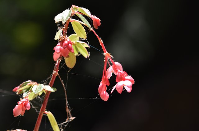 begonia flower spiderweb 2.jpg