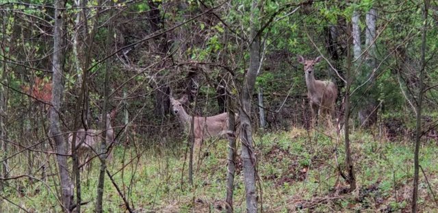 20180423_125401 Deer in Barnyard.jpg