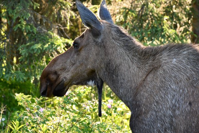 shasta2018nov5th47moosemonday6io.jpg