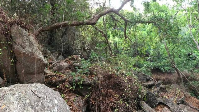 Phyllurus fimbriatus_Conrad Hoskin HABITAT.jpeg