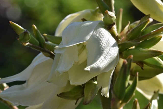 Yucca flowers 3.jpg