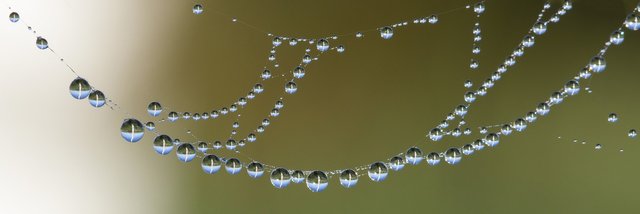 cobweb-1576323_1920.jpg
