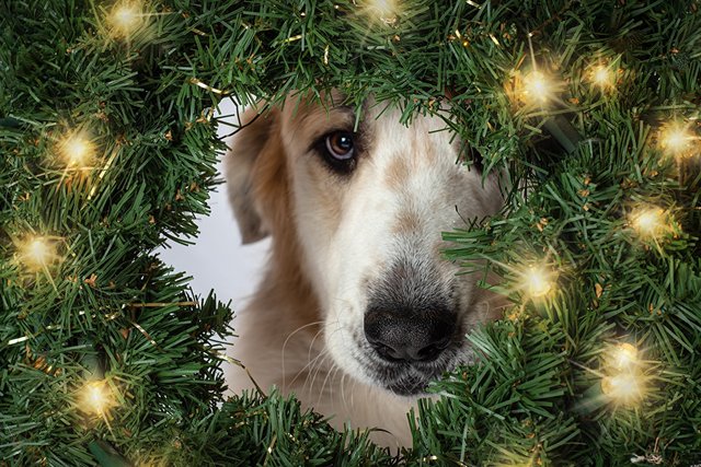 Christmas_Dogs_Fairy_lights_Branches_Glance_598225_1280x854.jpg