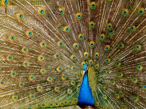 peacock-plumage-bird-peafowl-45911.jpeg