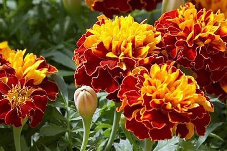 bounty-marigold.jpg