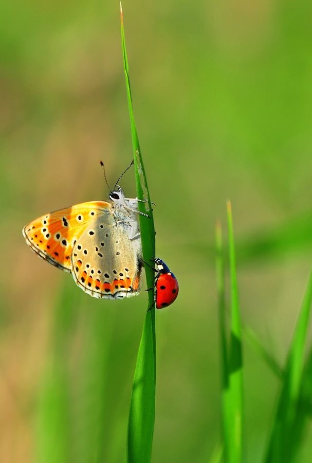 Friends Ladybug & Butterfly.jpeg