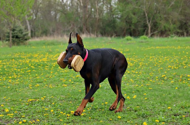 doberman-4244734_1280.jpg