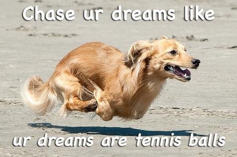 xx-dog-pictures-as-motivational-posters-2-10794-1444669757-9_dblbig_large.jpg