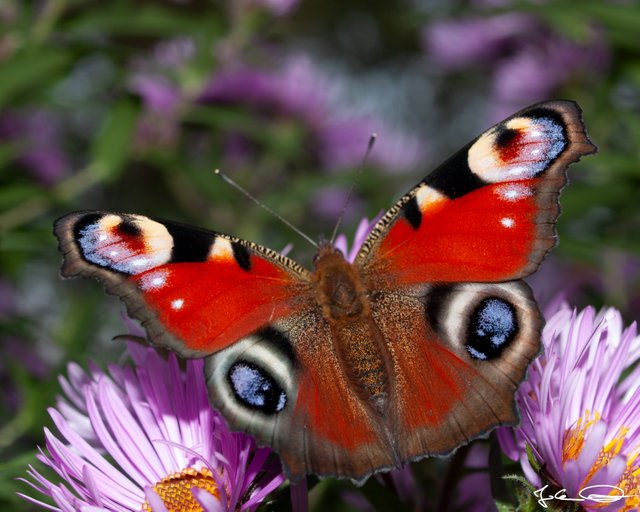 2018-10-Butterfly-European-Peacock-11.jpg