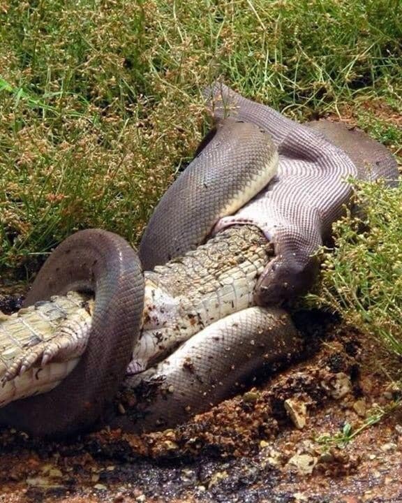 python croc1.jpg