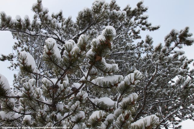 Snowy Pine Branches-082216.jpg