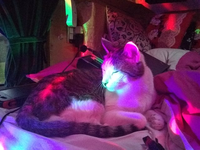 Disco Cat a.jpg