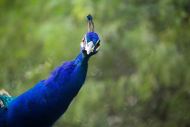 peacock-2400112_640.jpg