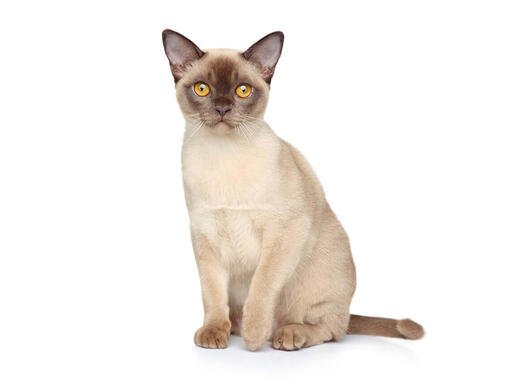 CAT BREED Hero Mobile_0035_Burmese.jpg