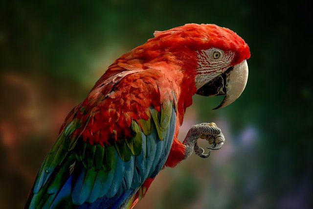 parrot-6342271_1920.jpg