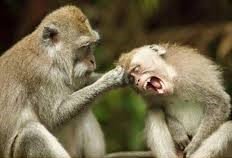 pulling hair monkey fight — Steemit