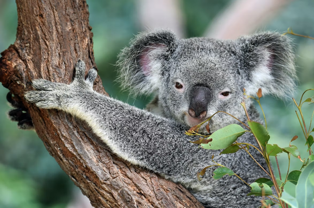 Australian Koala already has his visa