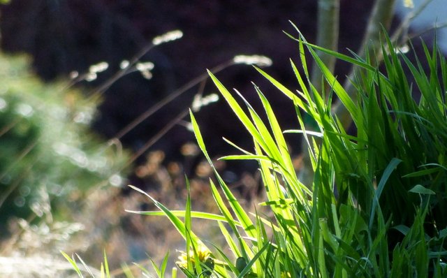 0810-Grass.JPG