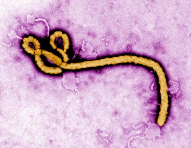 CDC Ebola Virus.jpg