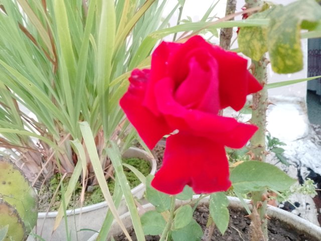 IMG_20250420_182632_207.jpg
