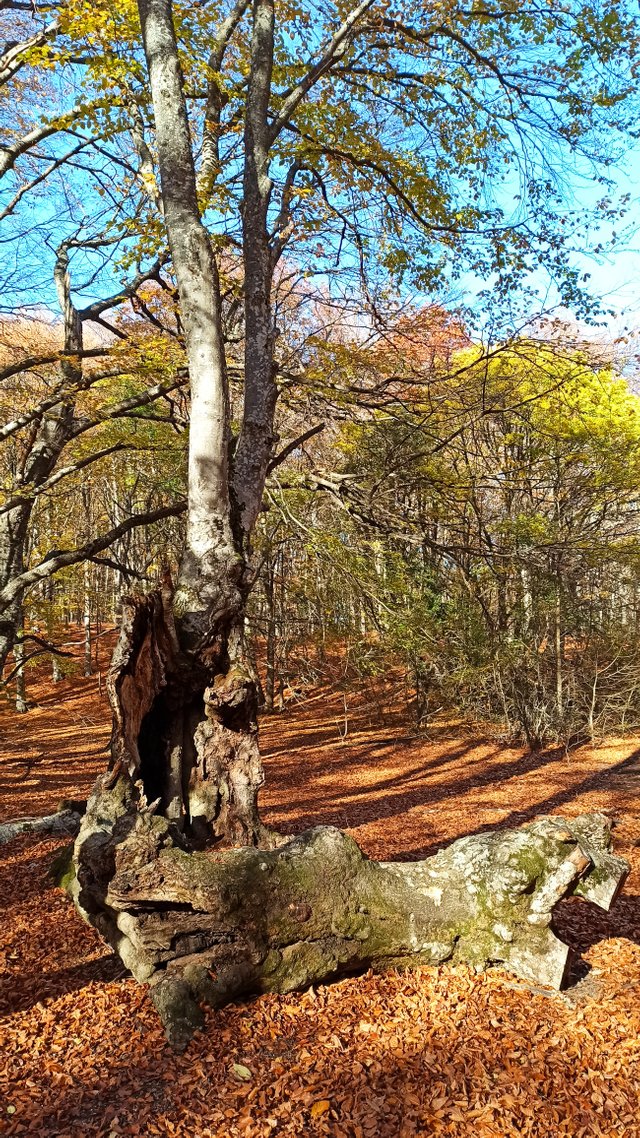 IMG_20201108_131517.jpg