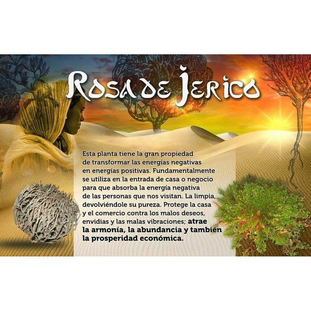 Rosa De Jerico ( Anastatica Hierochuntica ) — Steemit