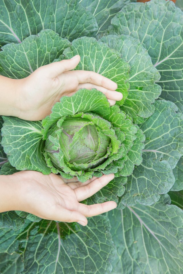 close-up-hand-farmer-garden-morning-time-food-background_1150-7187.jpg