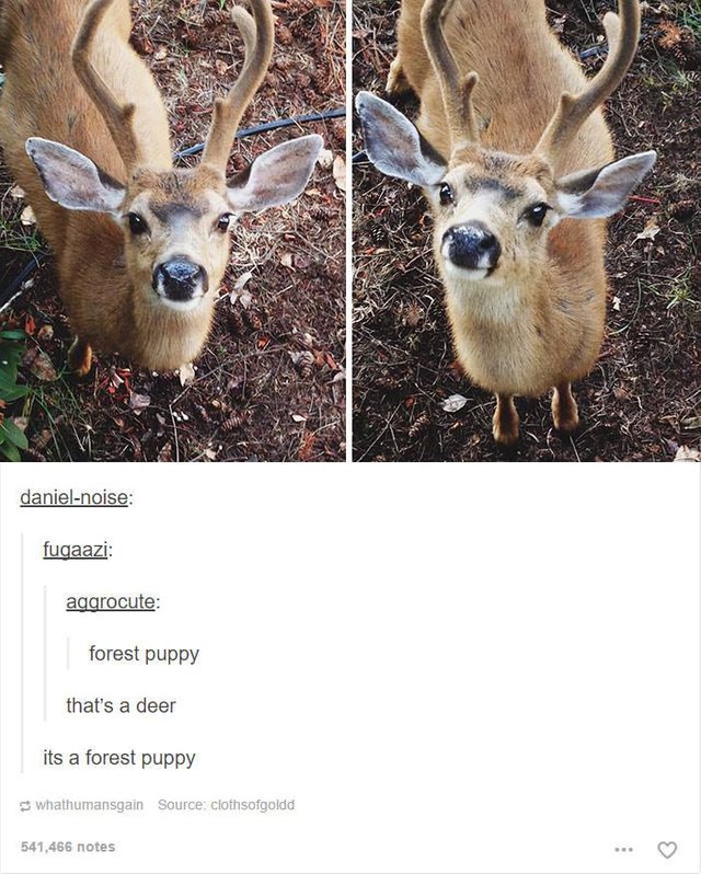 forest puppy.jpg