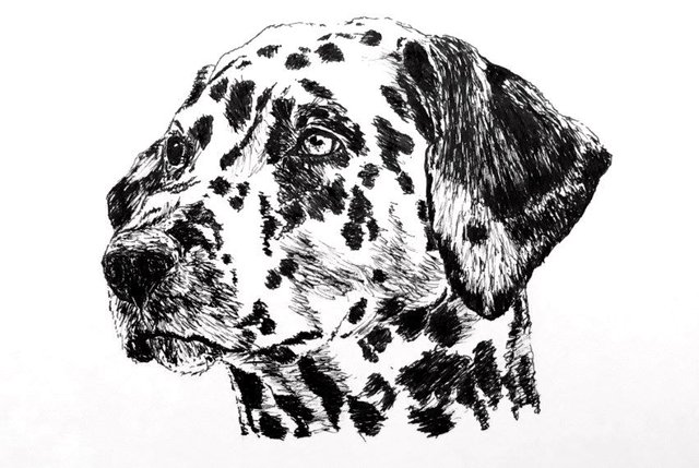 dalmatian-dog-pen-drawing.jpg