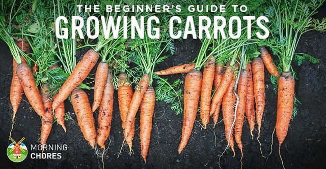 The-Beginners-Guide-to-Growing-Carrots-FB.jpg