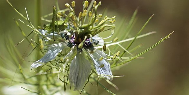 black seed plant 44.jpg