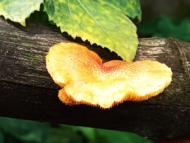 first Mashroom (2).jpg