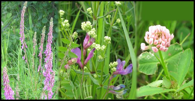 purple pea vine flower vetch and clover combined pictures.JPG