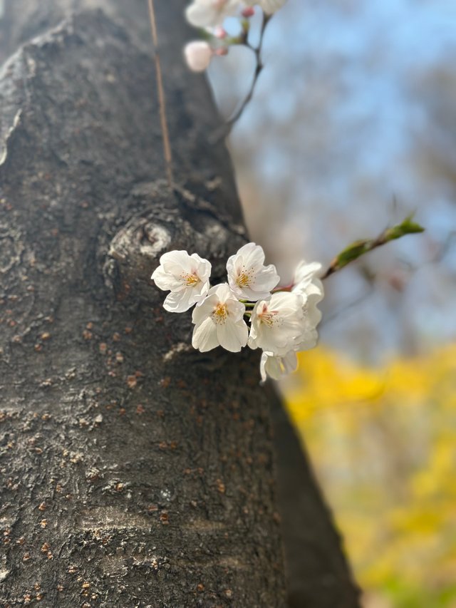 IMG_1366.jpeg