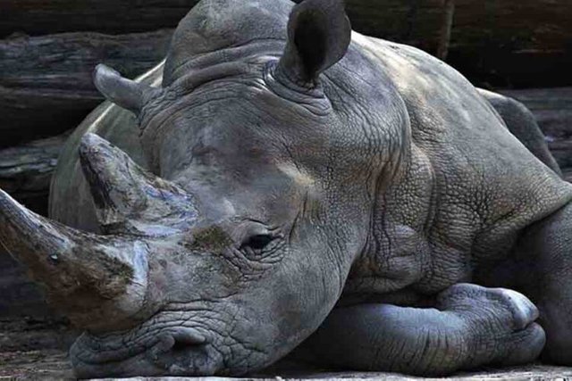 rino.jpg