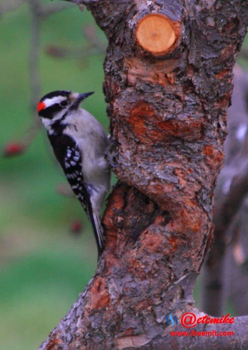 Downy Woodpecker PFW0034.JPG