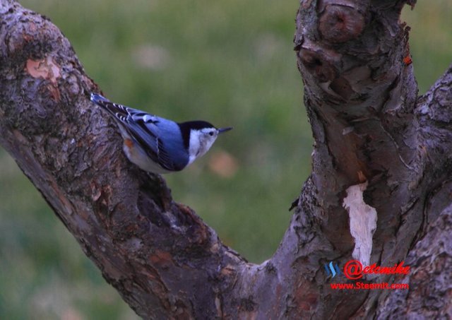 White-breasted Nuthatch PFW032.jpg