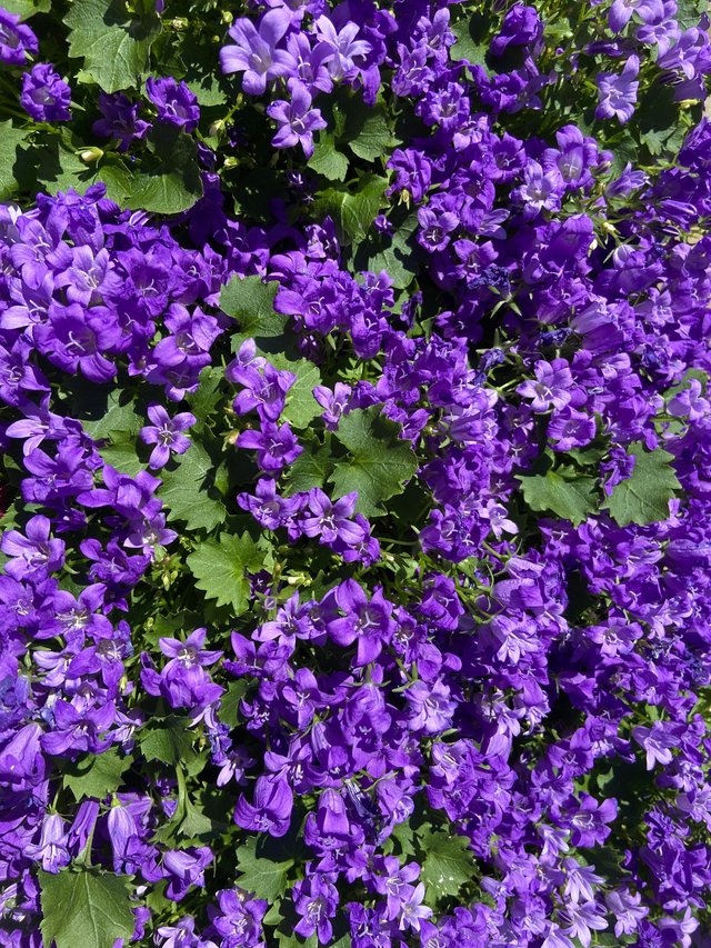 IMG8451.JPG