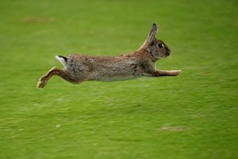conejo saltando.jpg