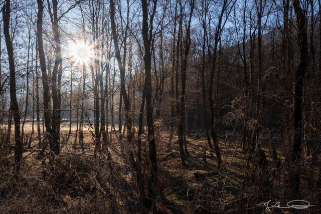 2018-12-29-Fbg-Sunrise-in-the-Woods-01.jpg