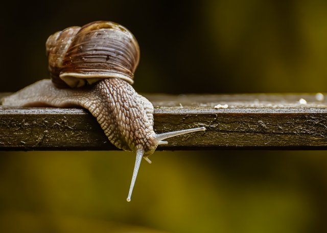 snail-5352510_1920.jpg